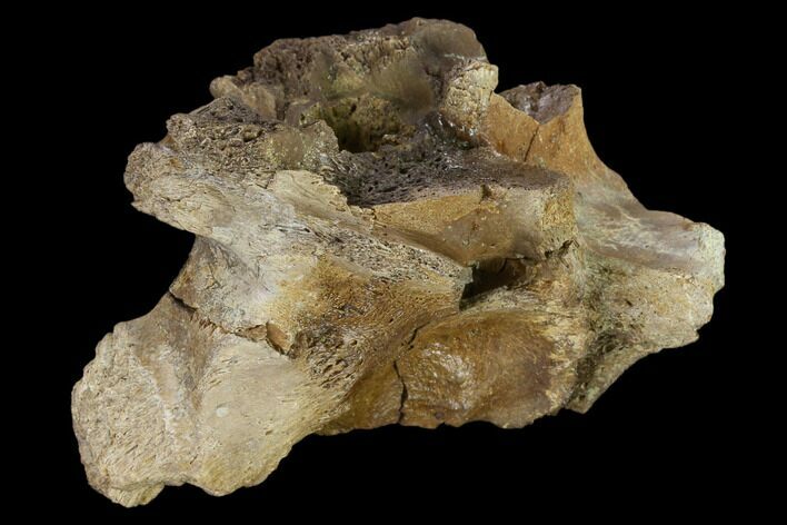 2.9" Dinosaur Braincase Section - Alberta (Disposition #000028-29)